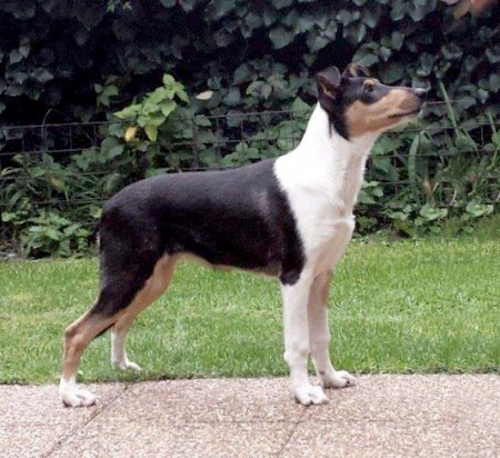 Vrh I - I litter